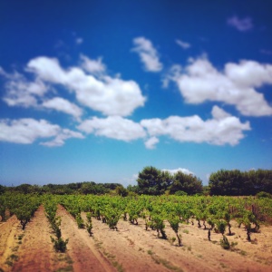 Carignano-Trauben auf der Insel Sant'Antioco vor Sardiniens Südwest-Küste